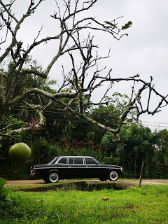 COSTARICAAPPLETREE.MERCEDES300DLIMOUSINESERVICE.jpg
